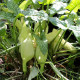 ARUM italicum