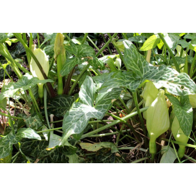 ARUM italicum