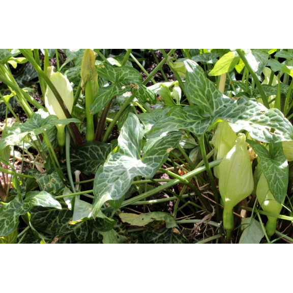 ARUM italicum