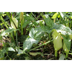 ARUM italicum