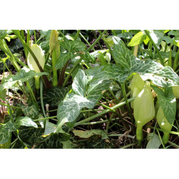 ARUM italicum