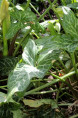 ARUM italicum
