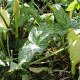 ARUM italicum