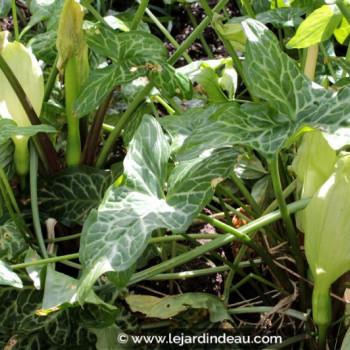 ARUM italicum