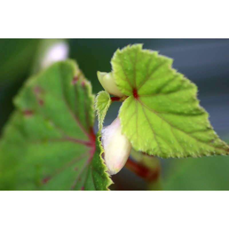 BEGONIA grandis subsp. evensiana var. alba