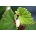 BEGONIA grandis subsp. evensiana var. alba