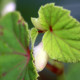 BEGONIA grandis subsp. evensiana var. alba
