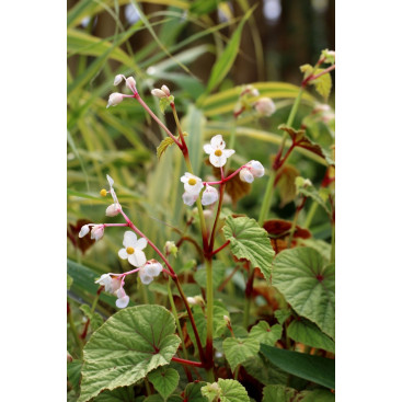 BEGONIA grandis subsp. evansiana \'Alba\'