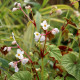 BEGONIA grandis subsp. evansiana 'Alba'