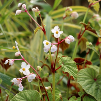 BEGONIA grandis subsp. evensiana var. alba