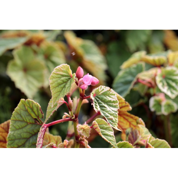 BEGONIA grandis evansiana