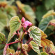 BEGONIA grandis evansiana