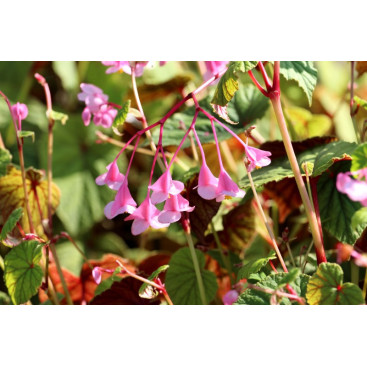 BEGONIA grandis subsp. evansiana