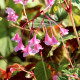 BEGONIA grandis evansiana