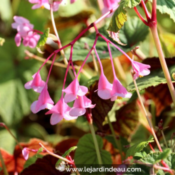 BEGONIA grandis evansiana