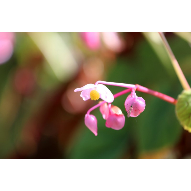 BEGONIA grandis evansiana