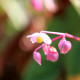 BEGONIA grandis evansiana