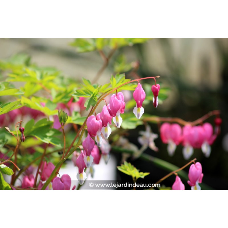 DICENTRA spectabilis DICENTRA spectabilis