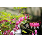 DICENTRA spectabilis DICENTRA spectabilis