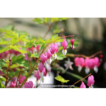 DICENTRA spectabilis