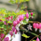 DICENTRA spectabilis