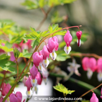 DICENTRA spectabilis