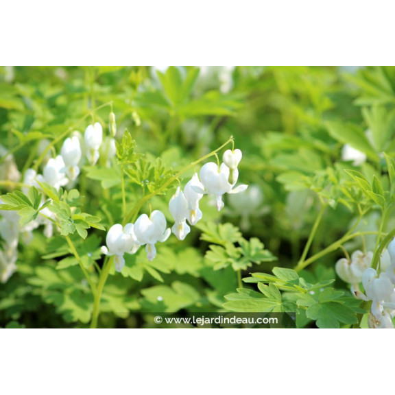 DICENTRA spectabilis 'Alba'