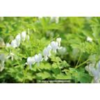 DICENTRA spectabilis 'Alba' DICENTRA spectabilis 'Alba'
