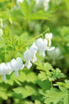 DICENTRA spectabilis 'Alba'