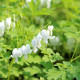 DICENTRA spectabilis 'Alba'