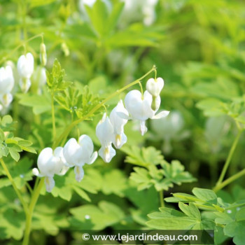 DICENTRA spectabilis &#039;Alba&#039;