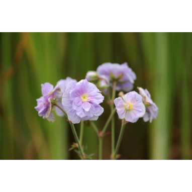 GERANIUM pratense \'Summer Skies\'