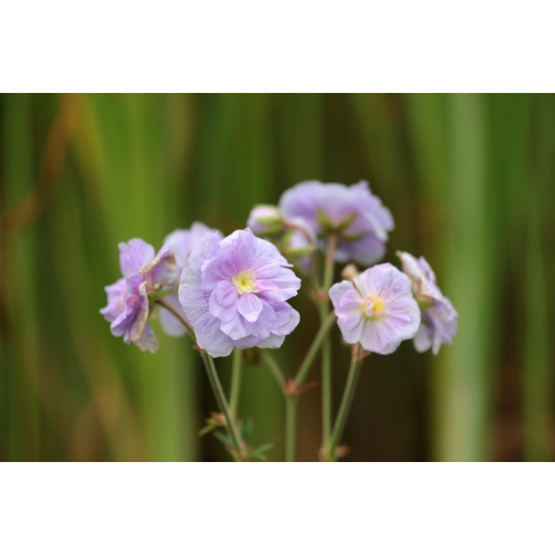 GERANIUM pratense 'Summer Skies'