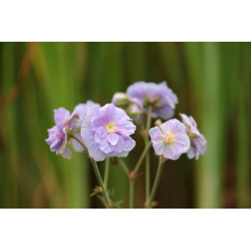 GERANIUM pratense \'Summer Skies\'