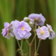 GERANIUM pratense 'Summer Skies'