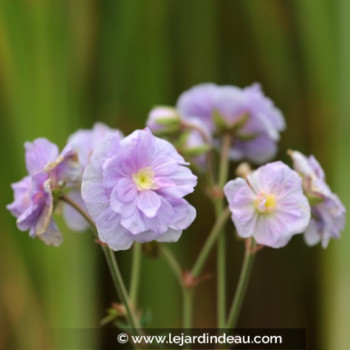GERANIUM pratense &#039;Summer Skies&#039;