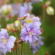 GERANIUM pratense 'Summer Skies'