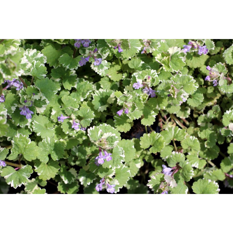 GLECHOMA hederacea 'Variegata' GLECHOMA hederacea 'Variegata'