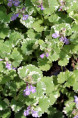 GLECHOMA hederacea 'Variegata'