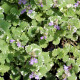 GLECHOMA hederacea 'Variegata'