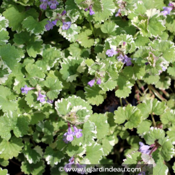 GLECHOMA hederacea &#039;Variegata&#039;