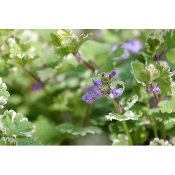 GLECHOMA hederacea 'Variegata'