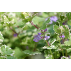 GLECHOMA hederacea 'Variegata' GLECHOMA hederacea 'Variegata'