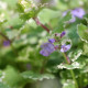 GLECHOMA hederacea 'Variegata'