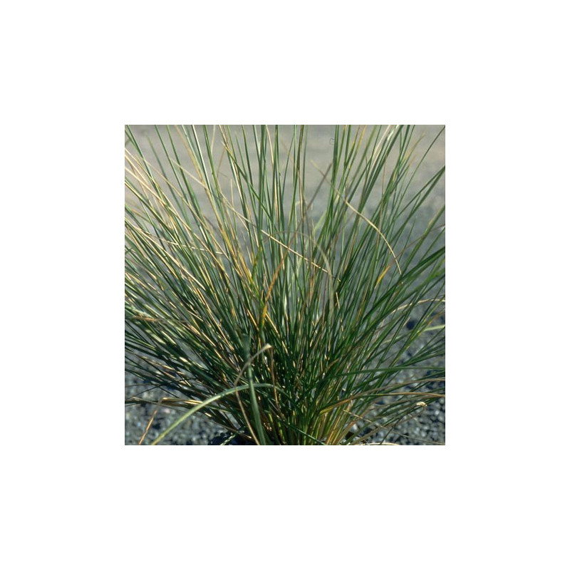 FESTUCA mairei