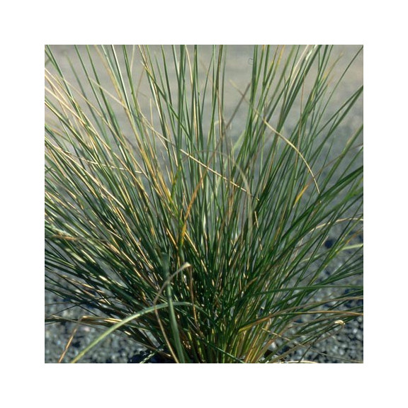 FESTUCA mairei