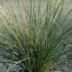 FESTUCA mairei