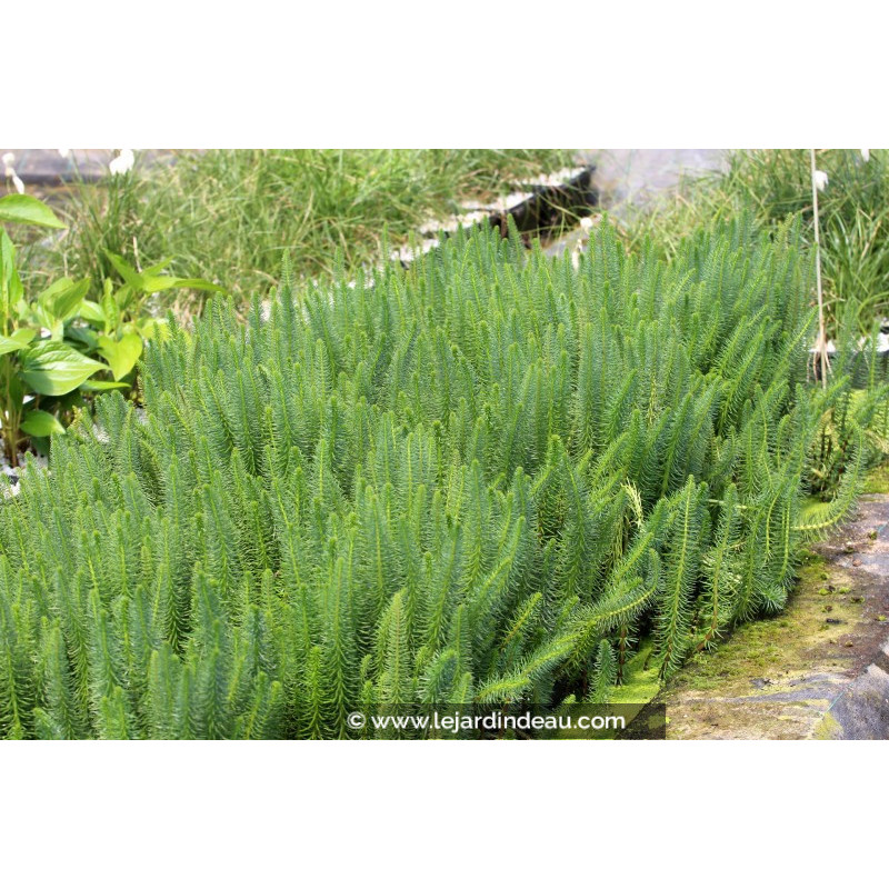 HIPPURIS vulgaris