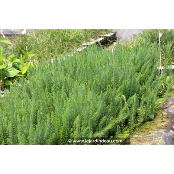 HIPPURIS vulgaris