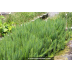 HIPPURIS vulgaris
